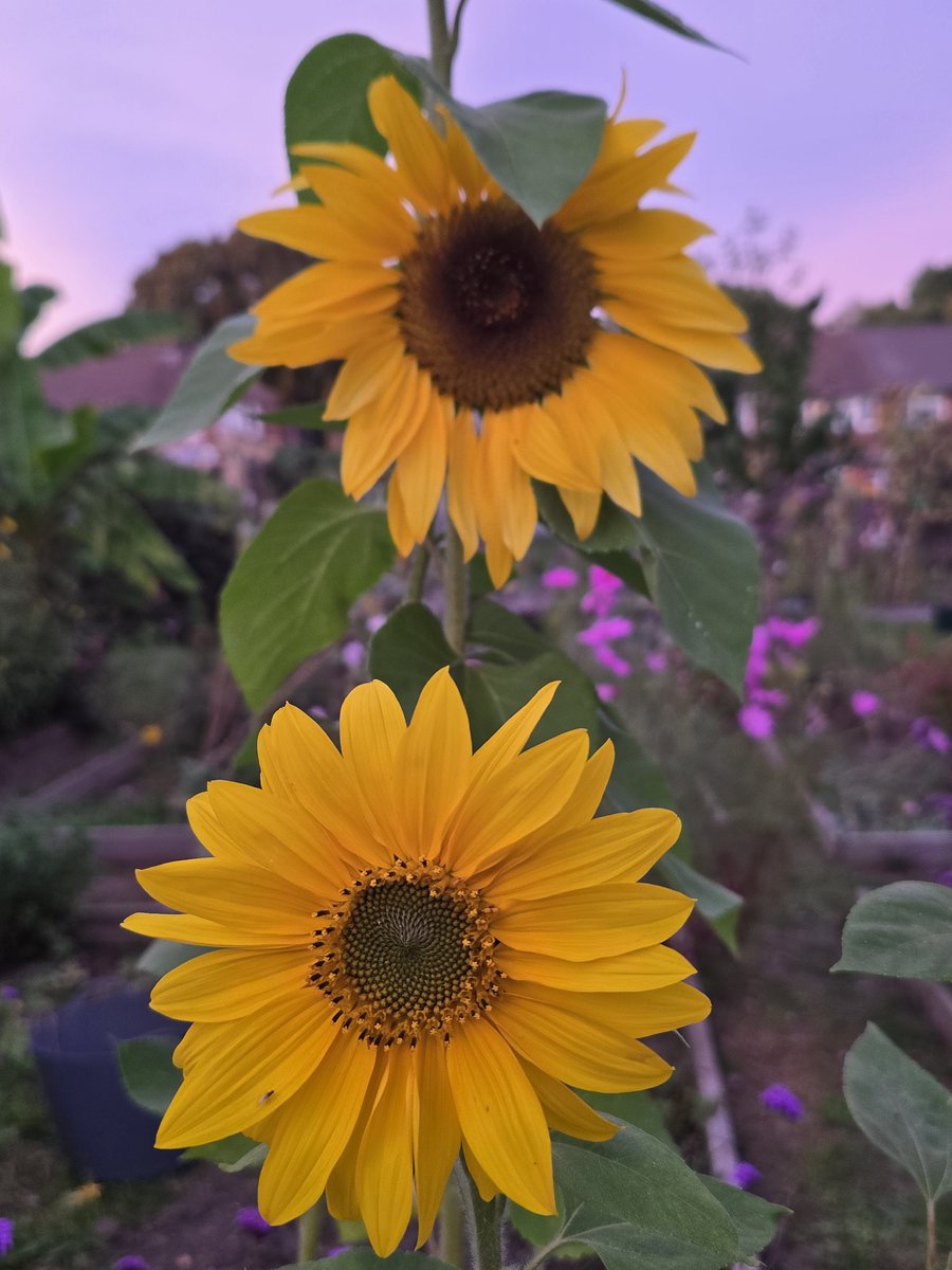 katerina7711's tweet photo. A #beautiful #pink #sky makes a beautiful backdrop for my beautiful #sunflowers #autumn #flowers #allotment #gardening #growyourown π»π»π» https://t.co/DNMBcAxjS5