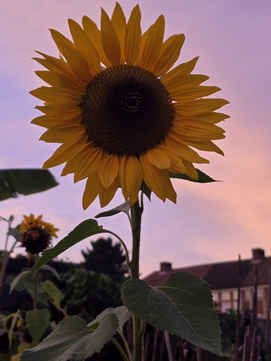 katerina7711's tweet photo. A #beautiful #pink #sky makes a beautiful backdrop for my beautiful #sunflowers #autumn #flowers #allotment #gardening #growyourown π»π»π» https://t.co/DNMBcAxjS5