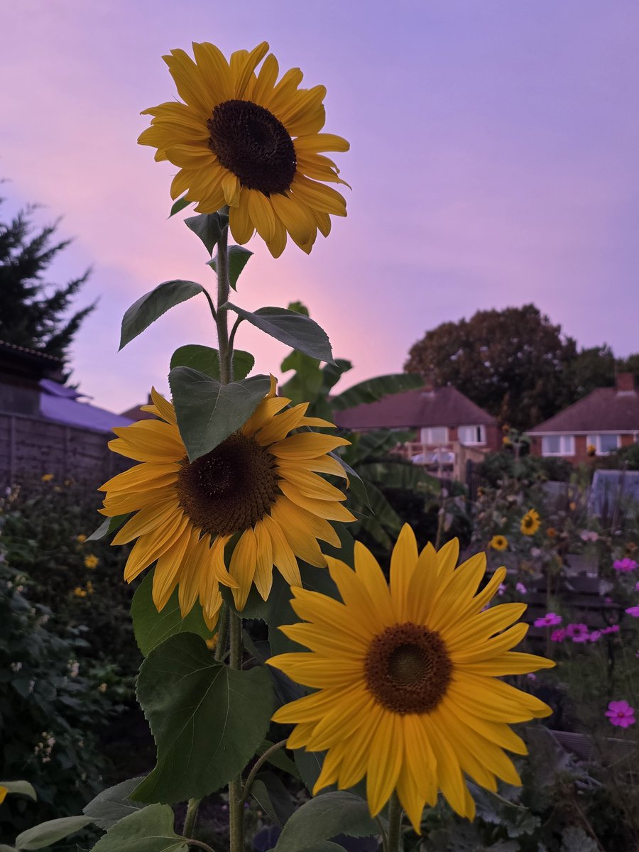 katerina7711's tweet photo. A #beautiful #pink #sky makes a beautiful backdrop for my beautiful #sunflowers #autumn #flowers #allotment #gardening #growyourown π»π»π» https://t.co/DNMBcAxjS5