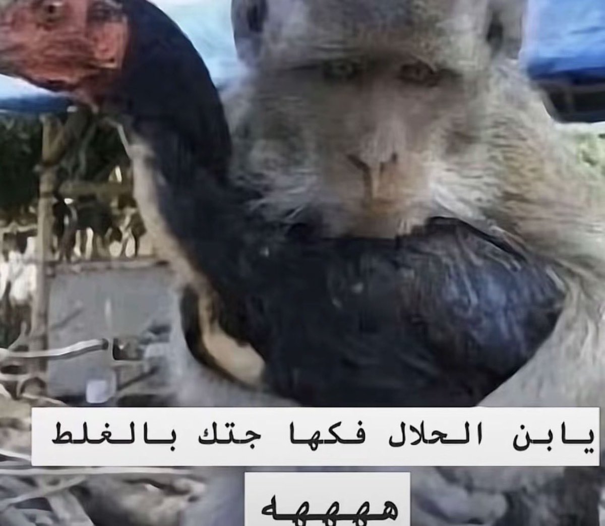 hyam178405's tweet photo. عرفت الهاشتاق وانا اغار اذا شفت احد يكره الصحونج  اكثر مني وماانام لا ليل ولا نهار
#بلا_نقاب_٢٠٣٠ 
#٢٠٣٠_بلا_نقاب 
#كلا_للمدونة_الجعفرية 
#الحماية_الأجتماعية_لا_تحمي 
#وجهك_هويتك_مو_عورة https://t.co/v25k7dkpgT