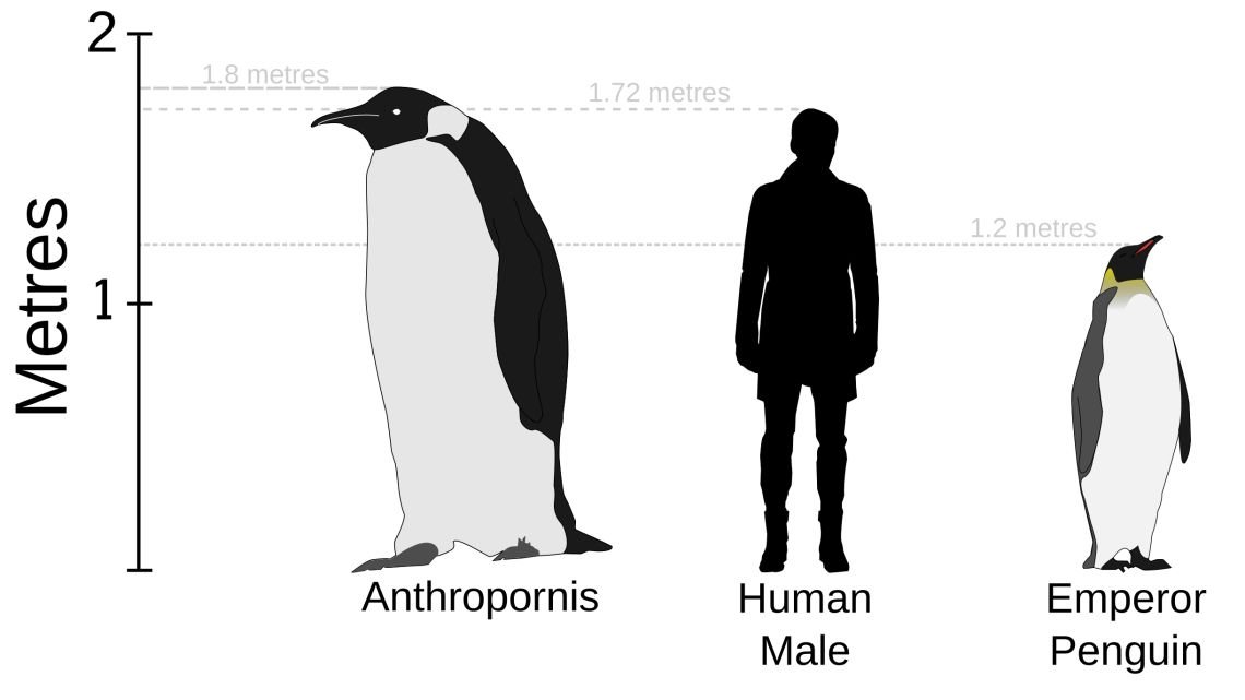 RickRaptor105's tweet photo. Did you know there was a giant prehistoric penguin whose scientific name translates to "human bird"?

For more information, tell your voice-activated assistant to search for "Anthropornis giant" https://t.co/RNzohzaRwT