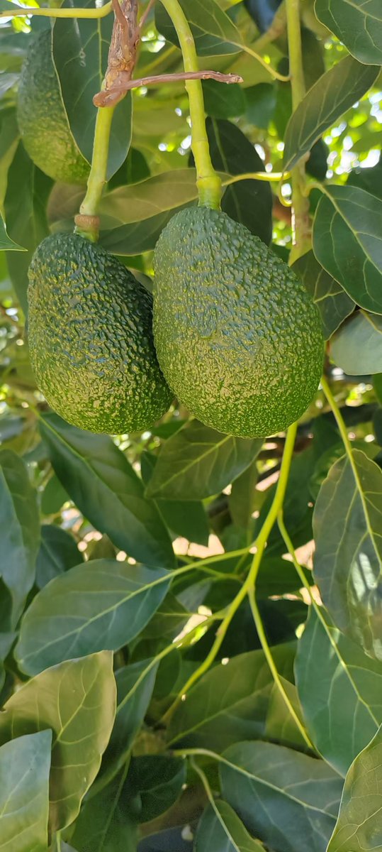 RocioDytc's tweet photo. Esta aguacate Hass de México es súper cremoso, sin semilla demasiado grande, ideal para tostadas matutinas. 10/10!， https://t.co/aVoZujDjaL