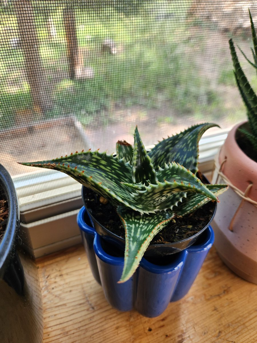 Ashes_Wolf's tweet photo. New plant friend https://t.co/QTNmqtfGT7