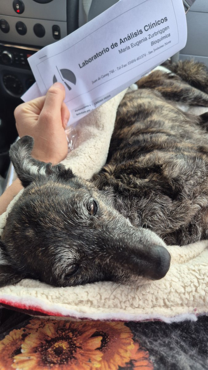 aaguvolpato's tweet photo. En lo que crean, por favor les encargo a Fridita. Su cirugía es de altisimo riesgo pero si no se hace igual se muere. Ya quedó en la vete. Ahora a esperar. 
No haber llegado antes... 💔 https://t.co/PVagJC5ohk