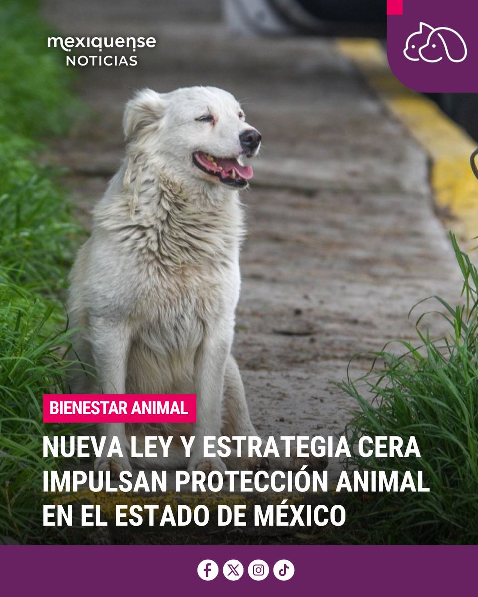 mxqnoticias's tweet photo. El #Edomex tiene una nueva Ley de Bienestar Animal que reconoce a los animales como seres sintientes y endurece las sanciones por maltrato. La Directora de @CEPANAF, Alma Diana Tapia, reportó más de 28 mil esterilizaciones. 🐶🐾🐱

➡️ https://t.co/39GAcXRQ6T 

#MexiquenseNoticias https://t.co/K8eOLsMGwt