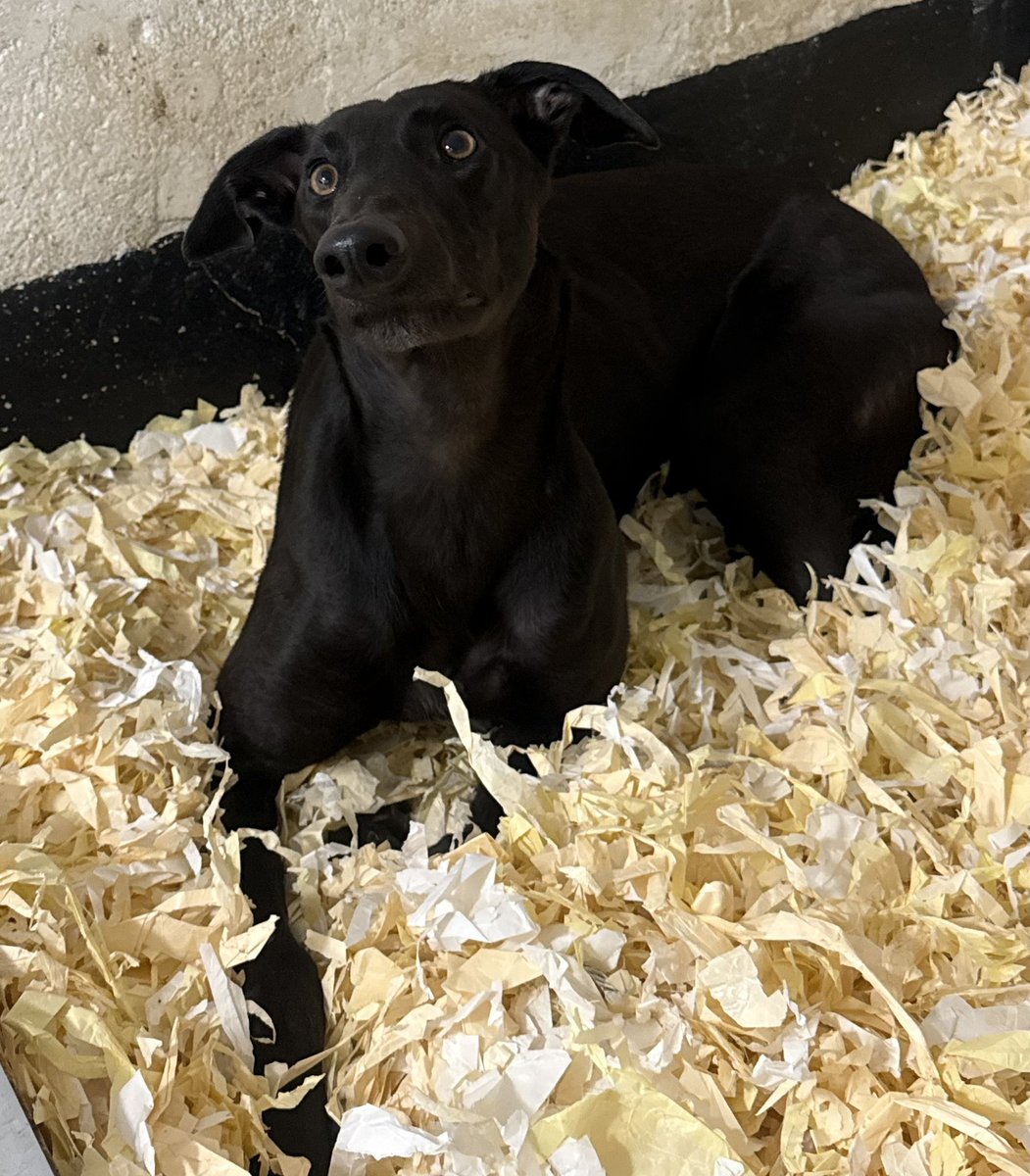 Livi_Noble's tweet photo. Lara has already made herself at home here @daveleeracing 🥰 #DroopysEfective @UKGreySales https://t.co/BdSxbqfUVo