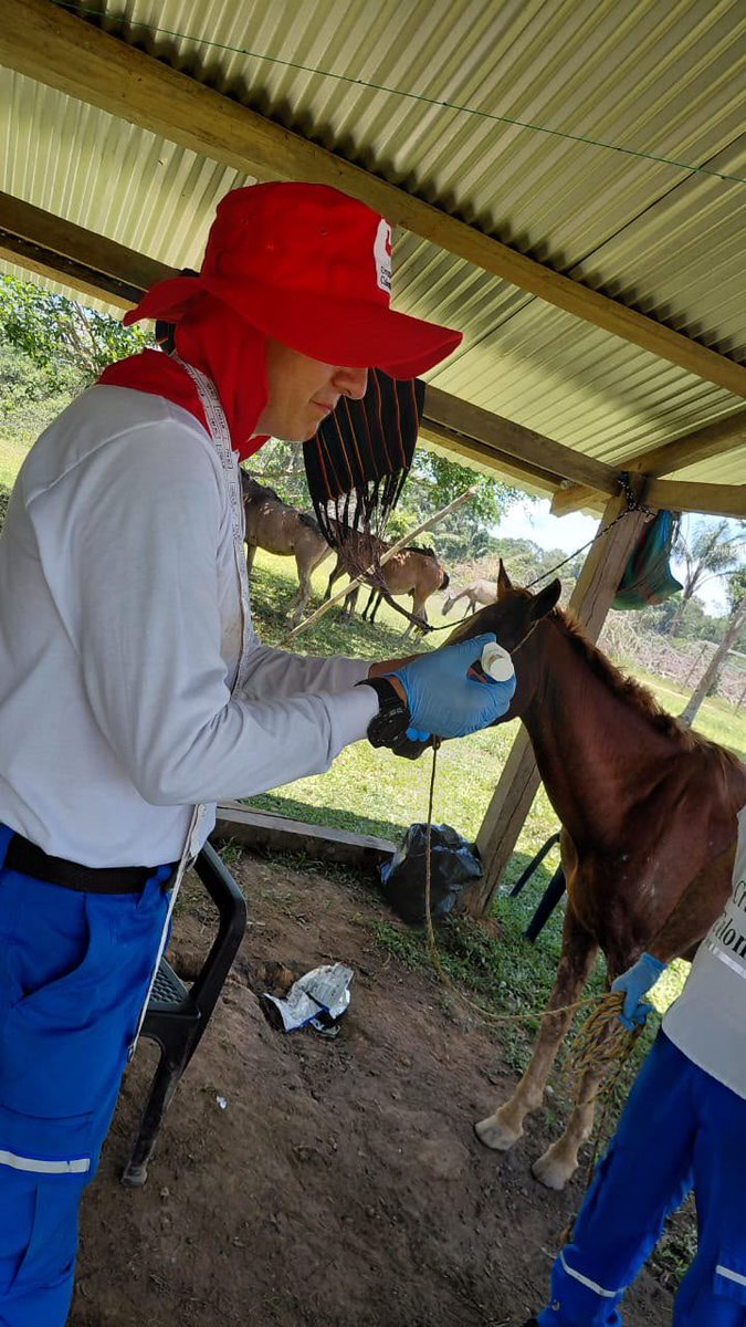 UNIAGRARIA's tweet photo. 🐴💚 UNIAGRARIA aporta al bienestar animal y al fortalecimiento de las comunidades rurales.

Esta iniciativa refleja la importancia de unir el conocimiento académico con la acción humanitaria, promoviendo el bienestar animal y el desarrollo de las comunidades rurales. 🌱 https://t.co/s12LeRsIue