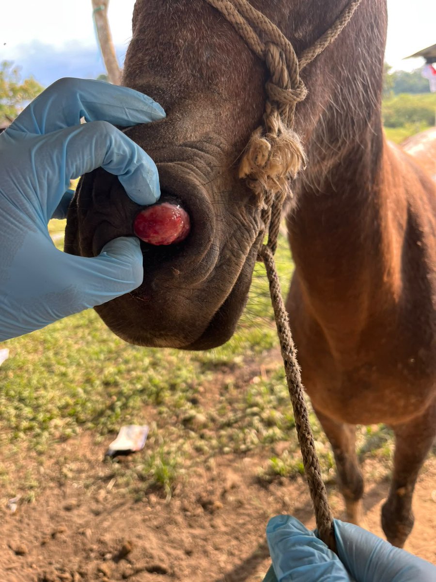 UNIAGRARIA's tweet photo. 🐴💚 UNIAGRARIA aporta al bienestar animal y al fortalecimiento de las comunidades rurales.

Esta iniciativa refleja la importancia de unir el conocimiento académico con la acción humanitaria, promoviendo el bienestar animal y el desarrollo de las comunidades rurales. 🌱 https://t.co/s12LeRsIue