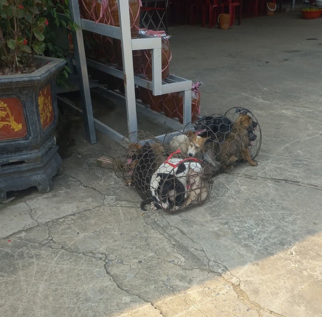 NamiKim_DogsSK's tweet photo. Our support for activists saving dogs and cats from the heinous #DogCatMeatTrade in #Vietnam 🇻🇳 and #Cambodia 🇰🇭
Sharing from Four Paws International .@fourpawsint ➡️https://t.co/zs6p5l1muC
"💧 A tourist’s tears when witnessing the dog meat trade in Vietnam 🐕🍖
🛑 A heartbreaking report has reached us - not from a local, but from a tourist via report INT-2025-05-12-1178:
🗣️ “Before reaching a tourist rest area on the road back from Pu Luong to Hanoi, I saw several dead dogs laid out on tables. The condition of their bodies suggested severe suffering before death.😰
At the rest area itself, I witnessed several puppies crammed into cages, crying loudly. The cages were placed right next to a small roadside restaurant-store building. I managed to take a photo there.📸
📍Closer to Hanoi, I saw, from the bus, dogs trapped in plastic bags in front of roadside eateries. Unfortunately, I couldn't photograph that. These images were deeply shocking, and I was in tears 😭. Even if I know I can’t save them all, I hope that this testimony might help raise awareness or spark action in some way.”.
You can also speak up if you see the dog and cat meat trade in Cambodia.
📢 We need the public’s help to understand what is happening in Cambodia. If you witness any case related to the dog and cat meat trade, please report it through our Cambodia Reporting Tool.
You can report:
🐾 Dog or cat theft
🚚 Transport of dogs or cats
🏪 Shops, restaurants, or markets selling dog or cat meat
🔪 Slaughterhouses or traders
📱 Online sales or promotion of dog or cat meat
⚠️ Cruelty linked to dogs and cats
👉 Report here: https://t.co/FJExOTRx7c
*Please note that we cannot act immediately on these reports. If you have an urgent situation, we recommend contacting local law enforcement or local NGOs."
FOUR PAWS | Cambodia Reporting Tool
#protectmillions #report #dogandcatmeattrade
#EndDogMeatTrade #EndCatMeatTrade