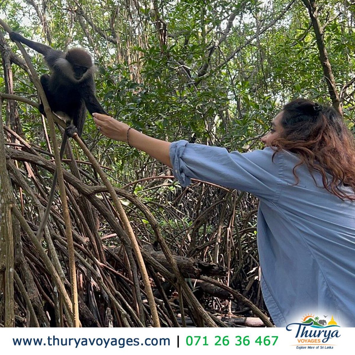 HisakoGroetpv's tweet photo. Madu River Boat Safari! Ready to explore Sri Lanka’s stunning wetlands? Glide through mangrove tunnels, enjoy a fish spa, visit Kothduwa Temple and Cinnamon Island, and spot wildlife. Experience nature, culture and relaxation with Thurya Voyage! https://t.co/iLyuvZMzDg