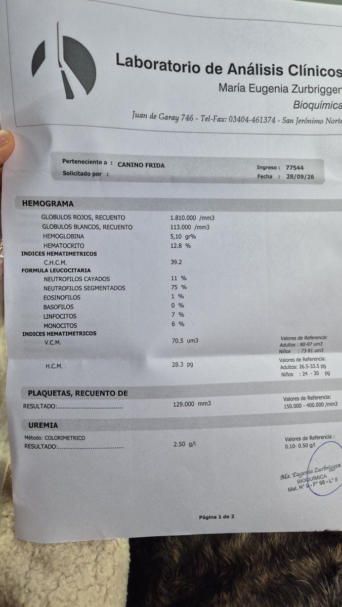 aaguvolpato's tweet photo. En lo que crean, por favor les encargo a Fridita. Su cirugía es de altisimo riesgo pero si no se hace igual se muere. Ya quedó en la vete. Ahora a esperar. 
No haber llegado antes... 💔 https://t.co/PVagJC5ohk