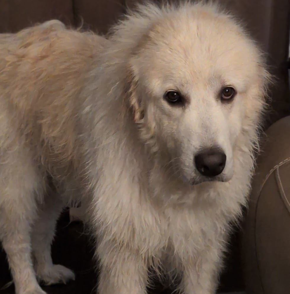 PlateofCrazy's tweet photo. The day I gave my Great Pyrenees a bath.  We still can't look each other in the eyes. 
https://t.co/CBJDSPHqQm https://t.co/ep8JHFbs4w