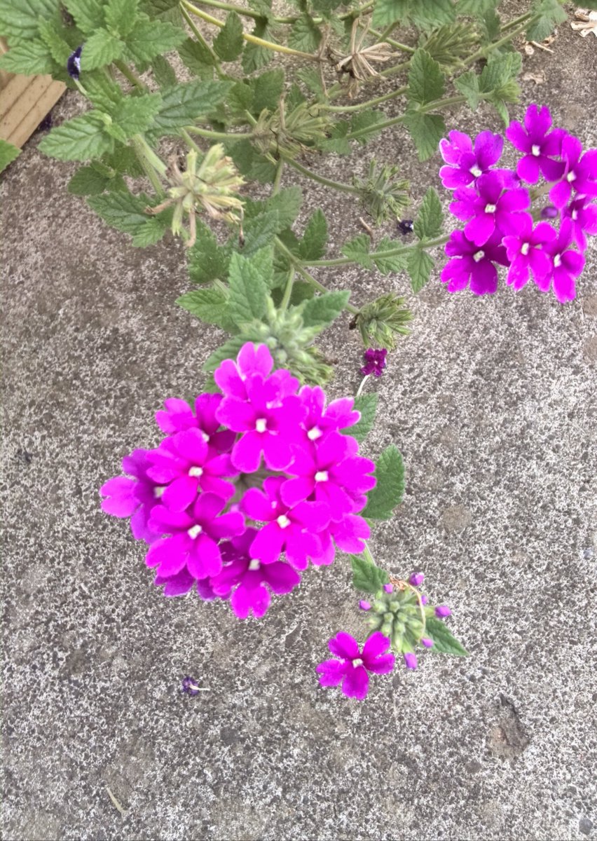 2kosumosu2's tweet photo. #見つけたもの
#花
#写真 https://t.co/tvunam8xsU