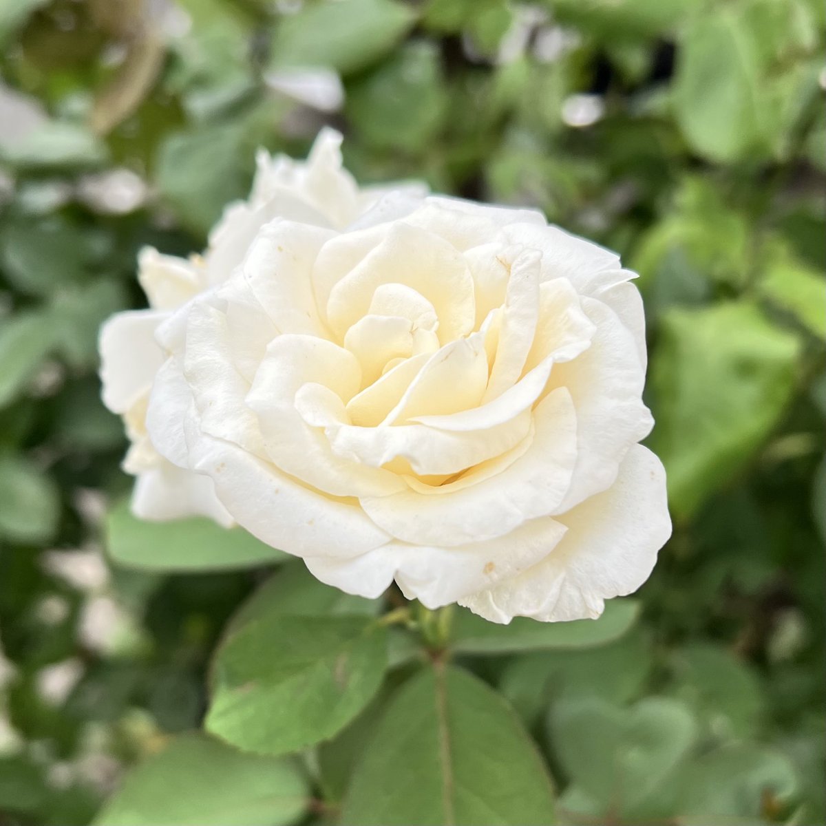 DeepBlueSky1126's tweet photo. Tuesday, Sep 29 2026
Good morning (⁎ᵕᴗᵕ⁎)
Have a great day ✨
Today will surely be a good day too 🍀
おはようございます( ⁎ᵕᴗᵕ⁎ )
よい1日を✨
#今日はきっといい日になる☘️
#今日もきっといい日になる🌸 https://t.co/6BrKx7402H