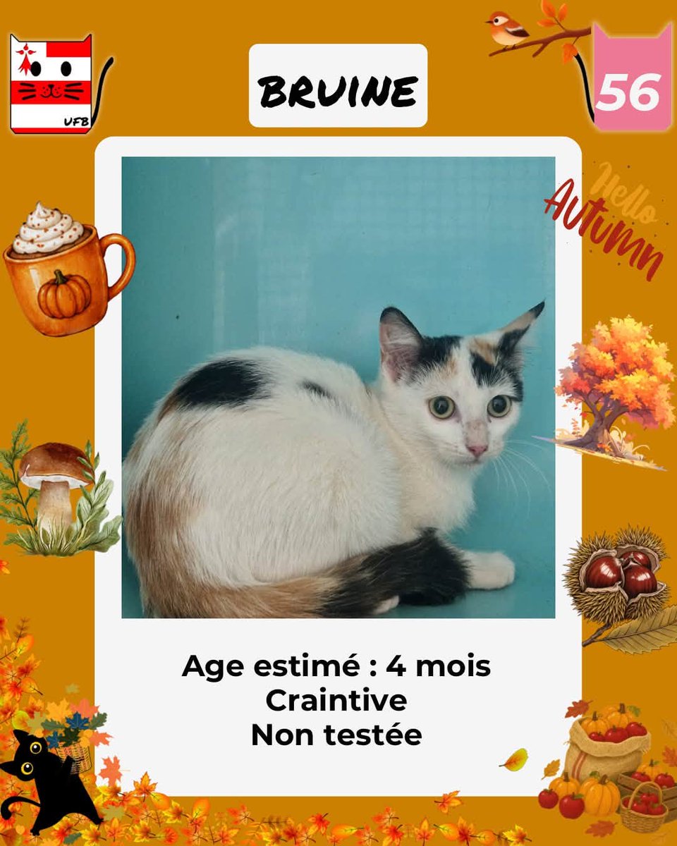 justineducern's tweet photo. En fourrière en Bretagne dans le dépt 56  
Je suis à ADOPTER  mais avant le  02/10/2026 
pour me sauver et me permettre de continuer à vivre,  
Pour renseignements :  
Contacter Urgences fourrières de Bretagne par ce lien bleu, et faire un message   https://t.co/cij7aMhLYw https://t.co/avc2hJ0UFq