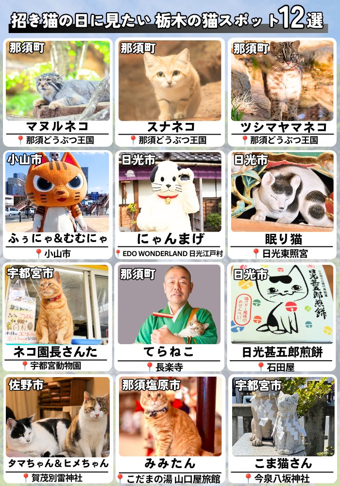 ukiukitochigi's tweet photo. 今日は「招き猫の日」🐈
全国的に有名な「眠り猫」がいる栃木には
他にも、にゃんまげ、こま猫、マヌルネコなど
いろんな猫がいます。
けっこう猫県でもあるのでは？ https://t.co/CDwQF6ER69