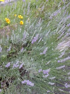 2kosumosu2's tweet photo. #見つけたもの
#花
#写真 https://t.co/mdHrnBn4PV