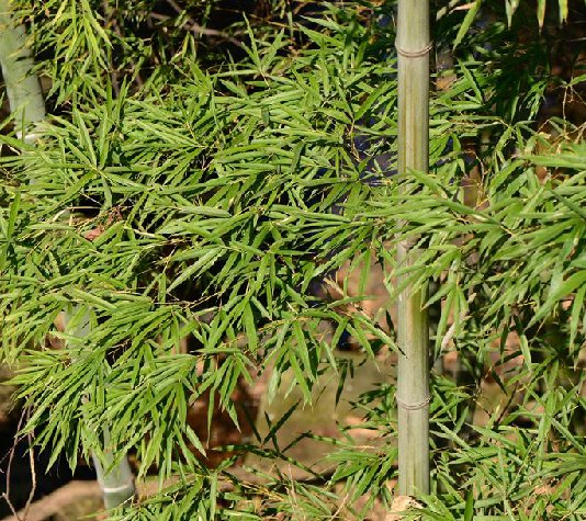 70ny2512's tweet photo. Found a cute bamboo shoot and saved it from being trampled by a clumsy squirrel – what a small rescue win in the leafy bush! https://t.co/XH2zDxiVVt