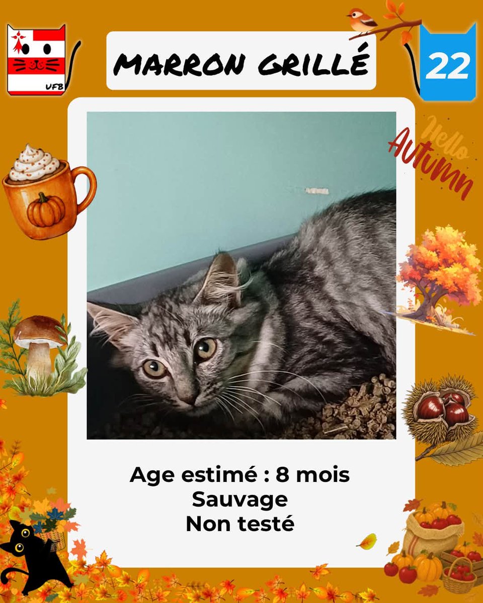 justineducern's tweet photo. En fourrière en Bretagne dans le dépt 22 
Je suis à ADOPTER  mais avant le 02/10/2026  
pour me sauver et me permettre de continuer à vivre,   
Pour renseignements :  
Contacter Urgences fourrières de Bretagne par ce lien bleu, et faire un message   https://t.co/cij7aMijO4 https://t.co/uVP1N4hHsM