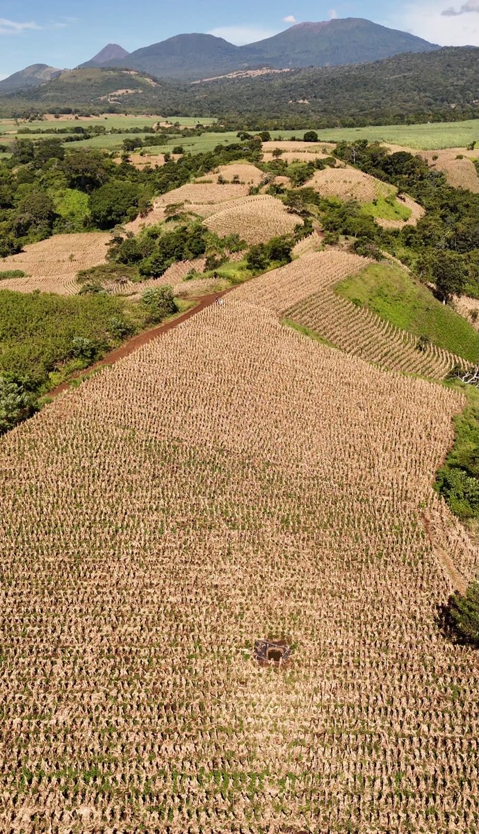 oscardomsv's tweet photo. El Congo, Santa Ana 🫘🌽 https://t.co/QvQseEaPOb