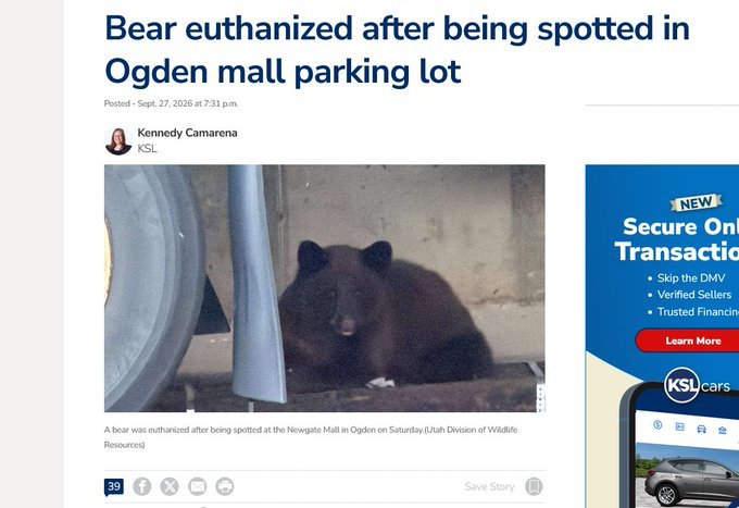 Cryptoguyonsoll's tweet photo. We got peanut narra???  

This bear was euthanized after chilling in parking lot in Utah and his story is going viral  

JUSTICE FOR JOLLEY

https://t.co/BXjjdUXrkZ https://t.co/43w0cAFXTY