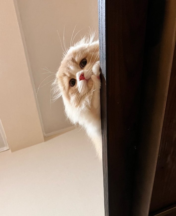 mametaiscat's tweet photo. ニャンコは下目遣いで甘えてくるって知ってました？ https://t.co/ElajCn95hc
