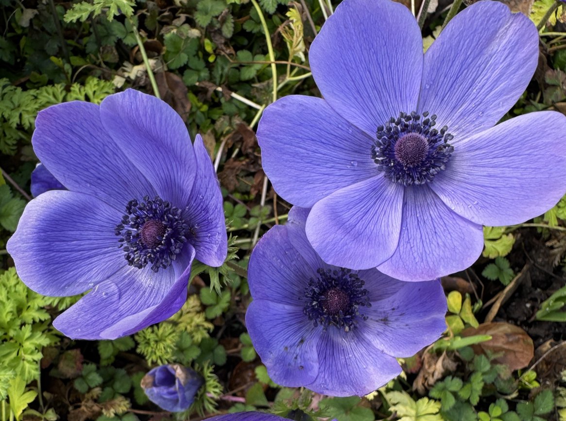 ShanthaRMohan's tweet photo. “Not all of us can do great things. But we can do small things with great love.”
― Attributed to Mother Teresa

🌅 Good morning!
Wishing you a terrific Tuesday! 💙

#DailyFlowers https://t.co/aNEEeb4XJ1