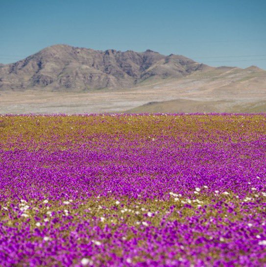 choquei's tweet photo. 🚨MUNDO: Após chuvas, Deserto do Atacama, conhecido por ser um dos lugares mais secos do mundo, virou um ‘mar’ de flores, devido o El niño. https://t.co/AmlicWcBW2
