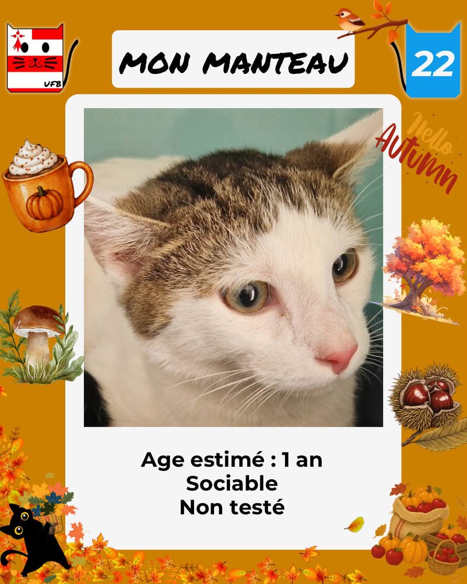 justineducern's tweet photo. En fourrière en Bretagne dans le dépt 22 
Je suis à ADOPTER  mais avant le 02/10/2026  
pour me sauver et me permettre de continuer à vivre, 
Pour renseignements :   
Contacter Urgences fourrières de Bretagne par ce lien bleu, et faire un message   https://t.co/cij7aMijO4 https://t.co/XpruU4q01w