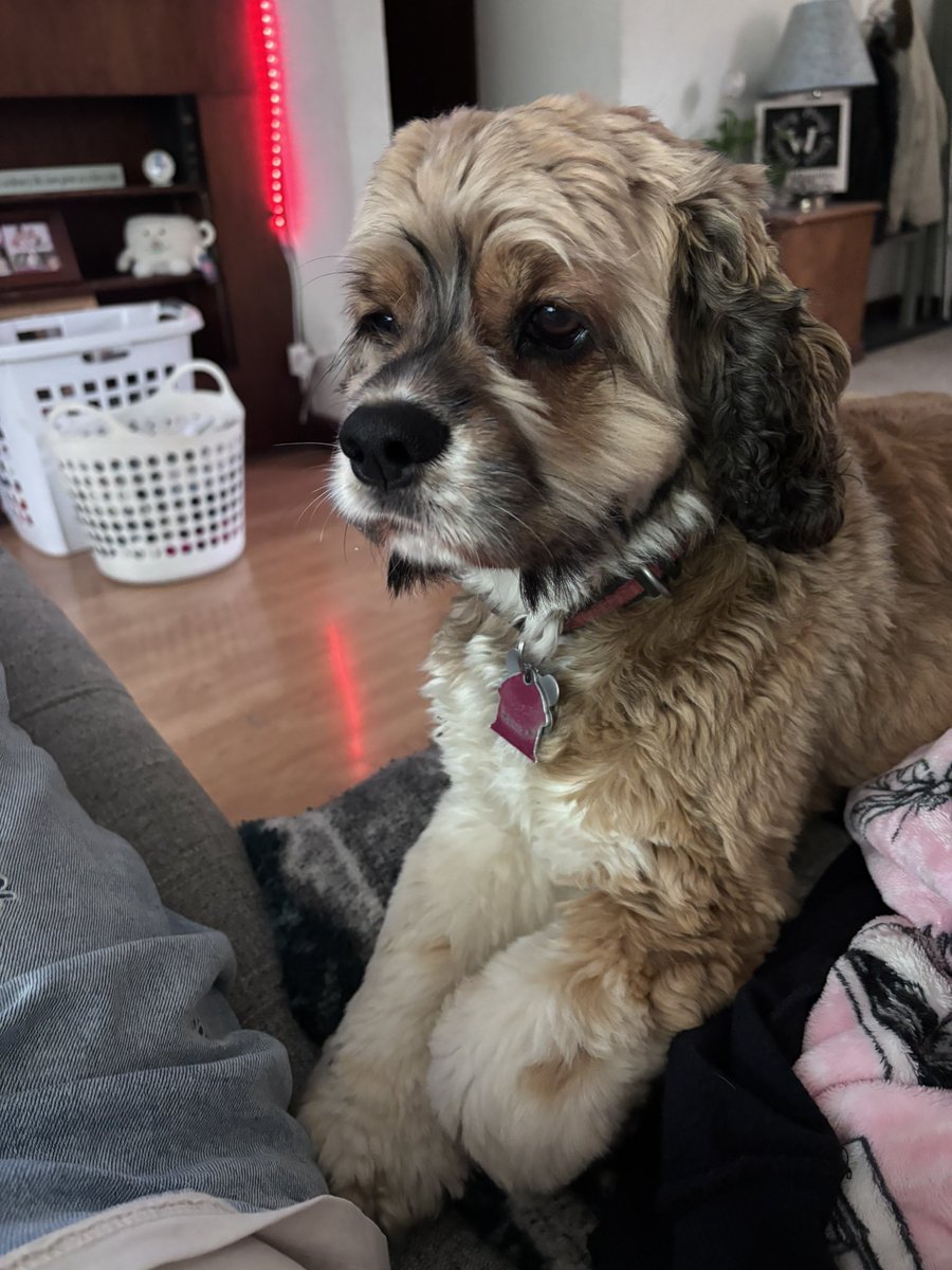 5sossnoopy's tweet photo. My sweet girl https://t.co/rEsL3ALFO4