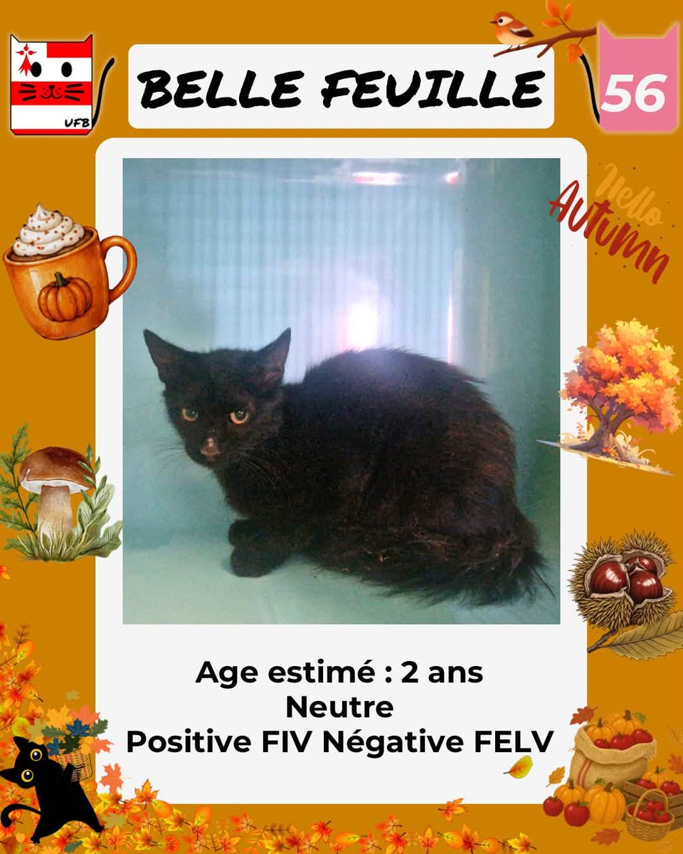 justineducern's tweet photo. En fourrière en Bretagne dans le dépt 56   
Je suis à ADOPTER  mais avant le  02/10/2026  
pour me sauver et me permettre de continuer à vivre,   
Pour renseignements :   
Contacter Urgences fourrières de Bretagne par ce lien bleu, et faire un message   https://t.co/cij7aMijO4 https://t.co/ieyQfxoh1n