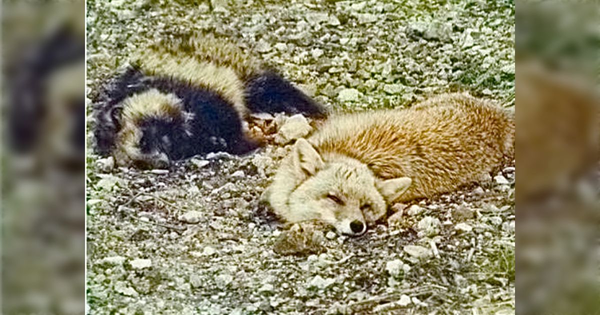 shinobu_books's tweet photo. On the morning after a local festival, a Tanuki and a fox were found passed out after drinking Sake left out as an offering to the gods
Locals kept an eye on the "couple" and  after spending most of the day asleep, they staggered off into the woods
Gifu Prefecture, 1993 https://t.co/Z4gWYrz4OQ