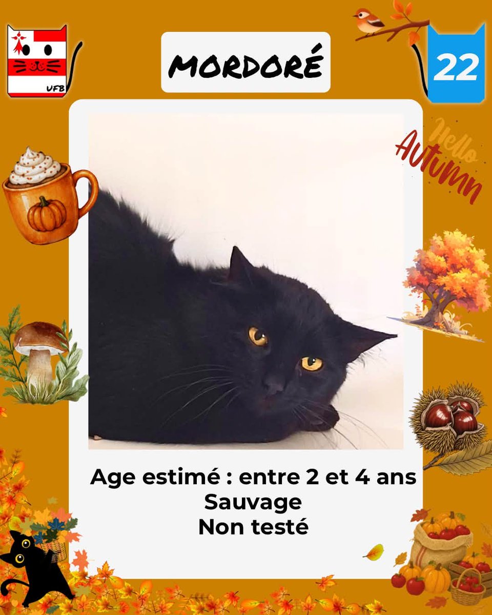 justineducern's tweet photo. En fourrière en Bretagne dans le dépt 22  
Je suis à ADOPTER  mais avant le  02/10/2026  
pour me sauver et me permettre de continuer à vivre,   
Pour renseignements :  
Contacter Urgences fourrières de Bretagne par ce lien bleu, et faire un message   https://t.co/cij7aMhLYw https://t.co/1CFzUXim9C