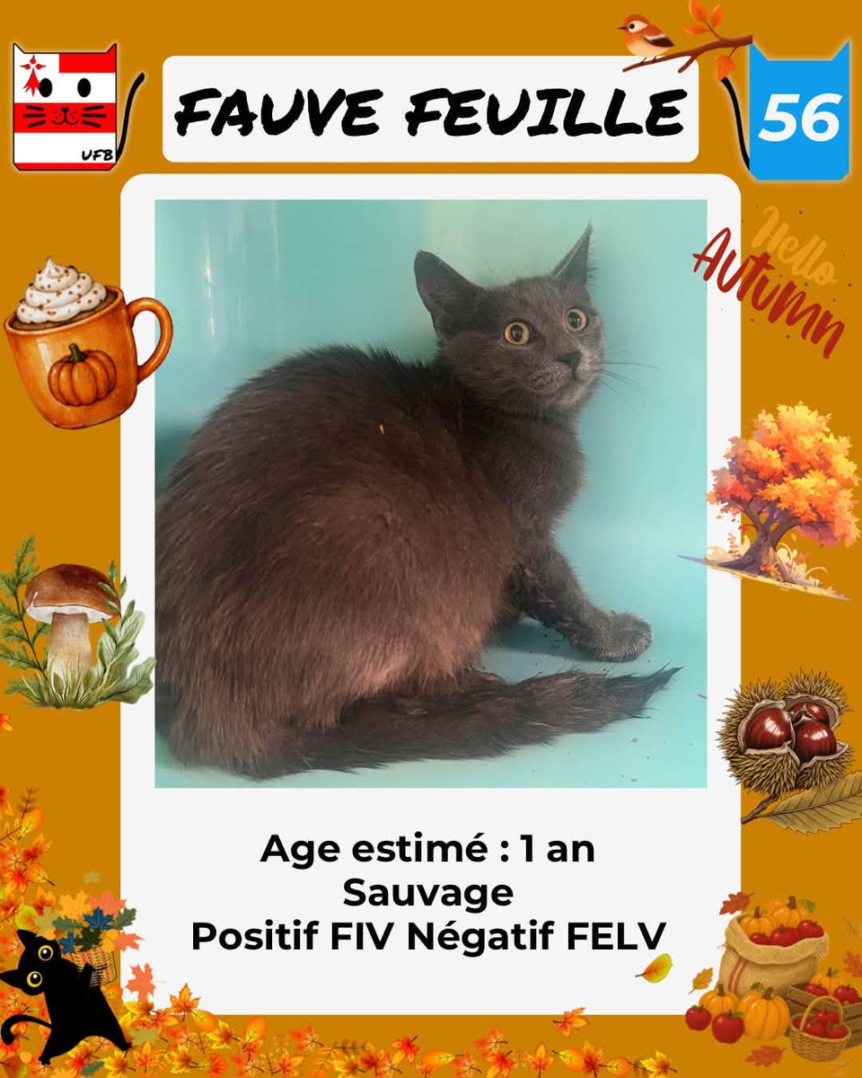 justineducern's tweet photo. En fourrière en Bretagne dans le dépt 56   
Je suis à ADOPTER  mais avant le  02/10/2026 
pour me sauver et me permettre de continuer à vivre,   
Pour renseignements :   
Contacter Urgences fourrières de Bretagne par ce lien bleu, et faire un message   https://t.co/cij7aMhLYw https://t.co/faa3OESXKA