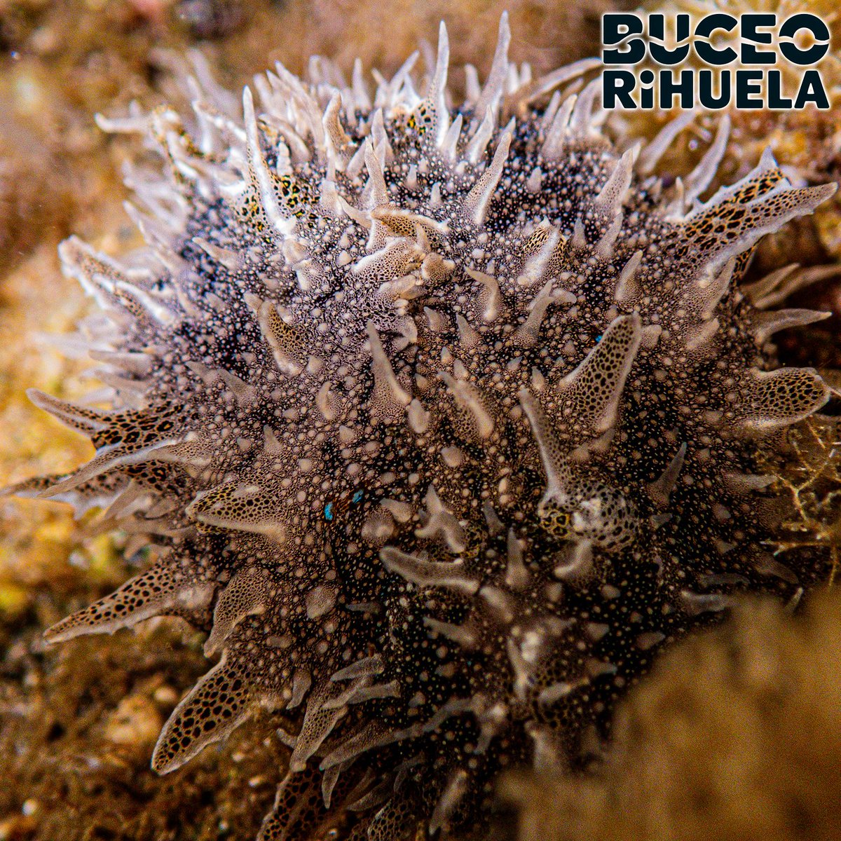 BuceoOrihuela's tweet photo. La Liebre de Mar Andrajosa (Bursatella_leachii) es un animal muy particular.

1/3

OM-System TG7
2 x Leton Power Tynny 13FD 2200LM

#liebredemar #fotosub #foto #buceo #submarinismo #scuba #mediterraneo #marmenor #tg7 #LetonPower @Letonpower @OMSYSTEMcameras https://t.co/KxBeoSOYay