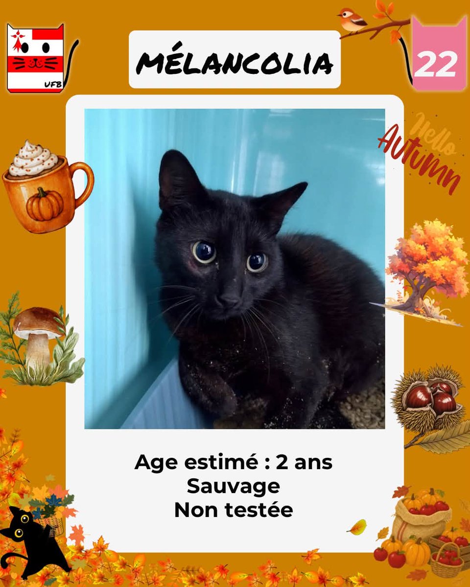 justineducern's tweet photo. En fourrière en Bretagne dans le dépt 22   
Je suis à ADOPTER  mais avant le  02/10/2026 
pour me sauver et me permettre de continuer à vivre,   
Pour renseignements :   
Contacter Urgences fourrières de Bretagne par ce lien bleu, et faire un message   https://t.co/cij7aMijO4 https://t.co/fMfKmgpbm2
