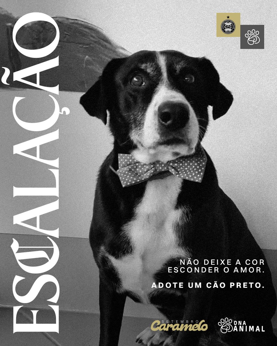 Coritiba's tweet photo. Hoje não tem jogo, mas tem escalação! 🐶🖤

E olha que esse elenco tá cheio de craques que estão procurando um novo time pra chamar de seu. 👀

Conheça os cachorrinhos que estão pra adoção e, quem sabe, o próximo reforço da sua família não tá aqui? 🐾

Adote. Compartilhe. Dê uma chance.

#SetembroCaramelo