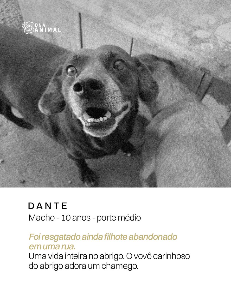 Coritiba's tweet photo. Hoje não tem jogo, mas tem escalação! 🐶🖤

E olha que esse elenco tá cheio de craques que estão procurando um novo time pra chamar de seu. 👀

Conheça os cachorrinhos que estão pra adoção e, quem sabe, o próximo reforço da sua família não tá aqui? 🐾

Adote. Compartilhe. Dê uma chance.

#SetembroCaramelo
