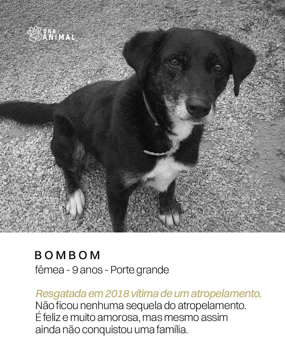 Coritiba's tweet photo. Hoje não tem jogo, mas tem escalação! 🐶🖤

E olha que esse elenco tá cheio de craques que estão procurando um novo time pra chamar de seu. 👀

Conheça os cachorrinhos que estão pra adoção e, quem sabe, o próximo reforço da sua família não tá aqui? 🐾

Adote. Compartilhe. Dê uma chance.

#SetembroCaramelo