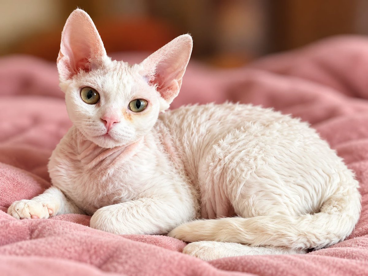 AXLAMADRID's tweet photo. UNA GATITA MUY ESPECIAL BUSCA FAMILIA

Esta gatita es IRIANA, Devon Rex tiene algo que la hace única: un adorable pelito rizado😻 Es una pequeña muy especial que necesita encontrar un hogar donde la quieran y cuiden para siempre.

Tiene 6 mesecitos.

adopciones@axlamadrid.org https://t.co/elGpDOuKq7