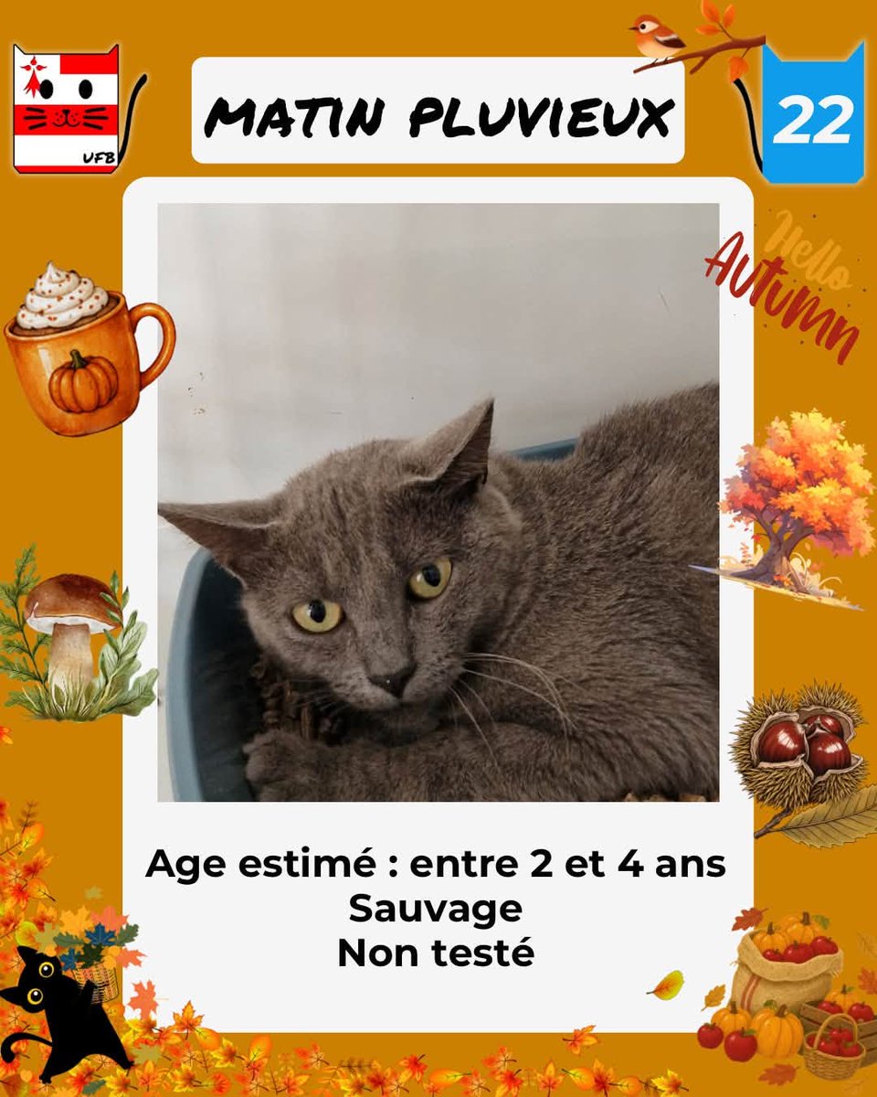 justineducern's tweet photo. En fourrière en Bretagne dans le dépt 22  
Je suis à ADOPTER  mais avant le  02/10/2026  
pour me sauver et me permettre de continuer à vivre,  
Pour renseignements :   
Contacter Urgences fourrières de Bretagne par ce lien bleu, et faire un message   https://t.co/cij7aMijO4 https://t.co/wz6Zcy2js2