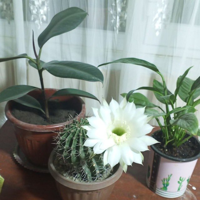 NaibAlGoev57312's tweet photo. @Editaz4jz https://t.co/FO3EcO2Spl