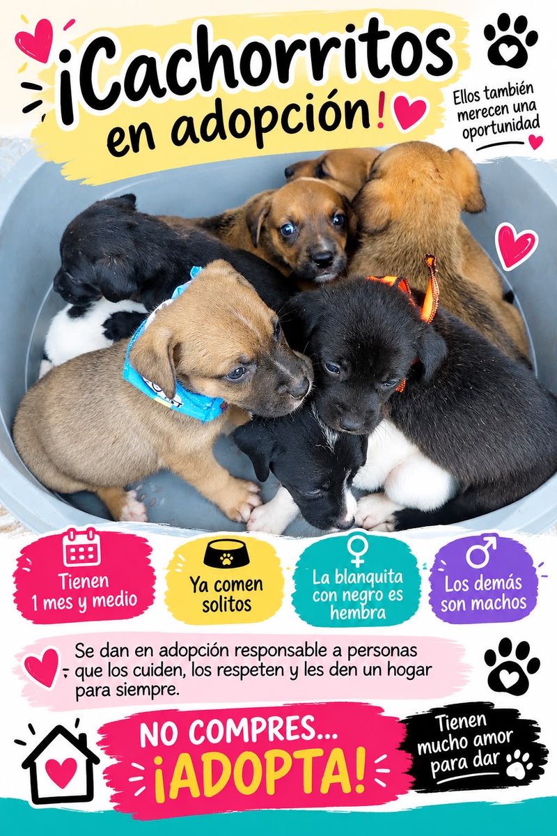 Carolin40348729's tweet photo. En Jerico estos bebés están buscando un hogar que les de amor , un hogar que les pueda brindar todas las condiciones.@efectomirringo  @amoramartinez1 @AlcaldiaJerico @andresguerraho @dona_pily2 @veronicaarango_ https://t.co/N1fWPyj2de