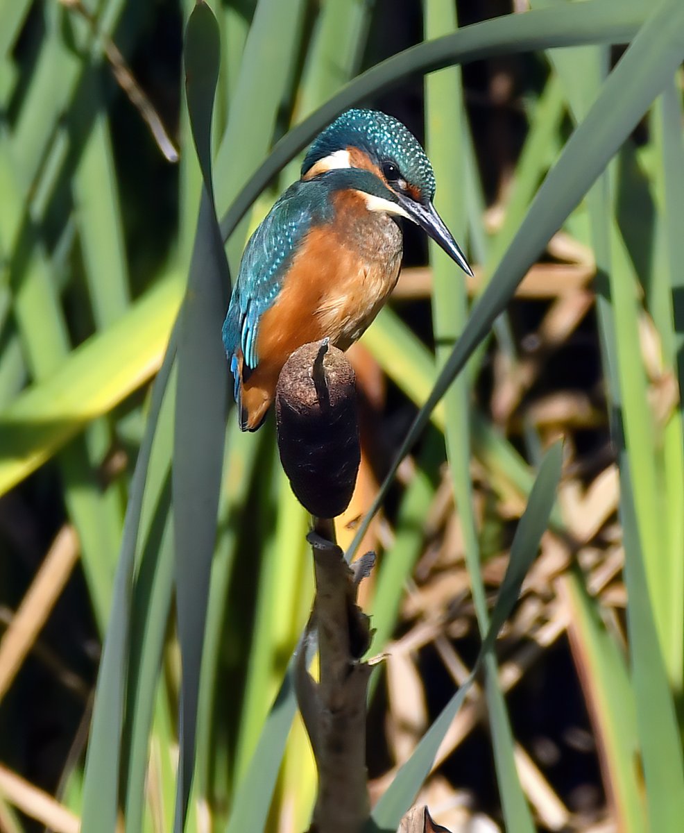 CarlBovisNature's tweet photo. Gorgeous Kingfisher on bulrush. 😍😀🐦 https://t.co/WWjkGuxIiL