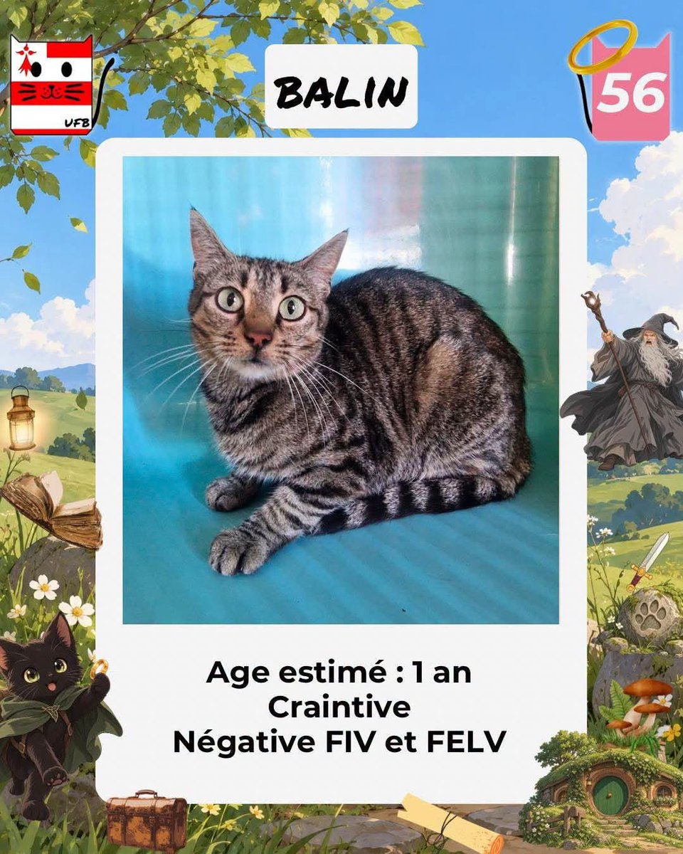 justineducern's tweet photo. En fourrière en Bretagne dans le dépt 56   
Je suis à ADOPTER  en URGENCE pour me permettre de continuer à vivre, car je suis encore en fourrière depuis plusieurs semaines  
Contacter Urgences fourrières de Bretagne par ce lien bleu, et faire un message   https://t.co/cij7aMhLYw https://t.co/RWR3eCilWj