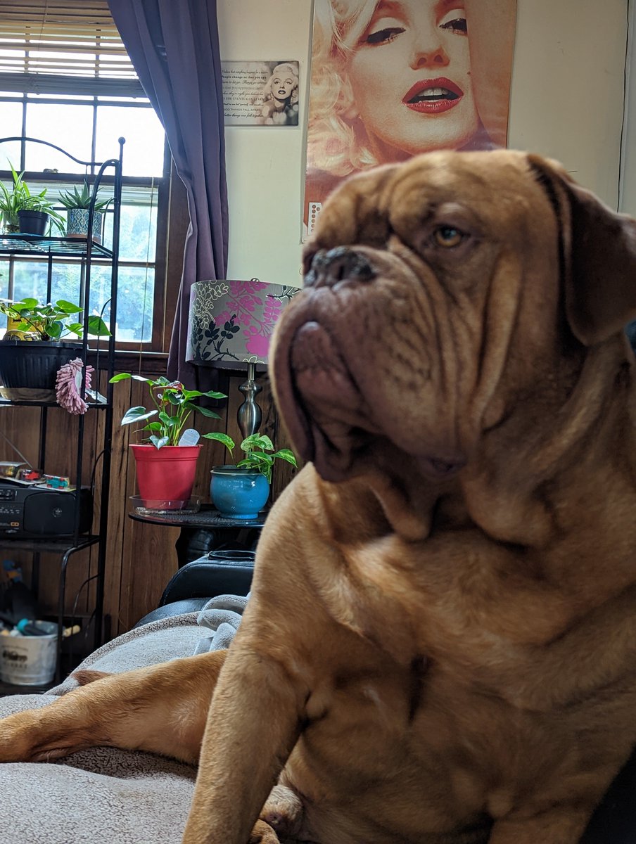 mafia_mastiff's tweet photo. The Mastiff Mafia Oscar and me the Dogfather Gary are relaxing after dinner here in the Pines of Southern Jersey. We took it easy today after a long weekend with mother nature in control and slightly upset.๐ Have a great evening my friends.๐๐พ๐บ๐ธ #Chillin @SeanSean252 https://t.co/M1eWaPTShY