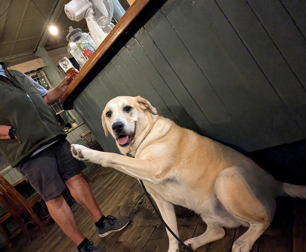 ASystemNoName's tweet photo. @myswearyaccount @GBPolitcs Few pints in him and the paw comes up for scratchings https://t.co/AHPefepObr