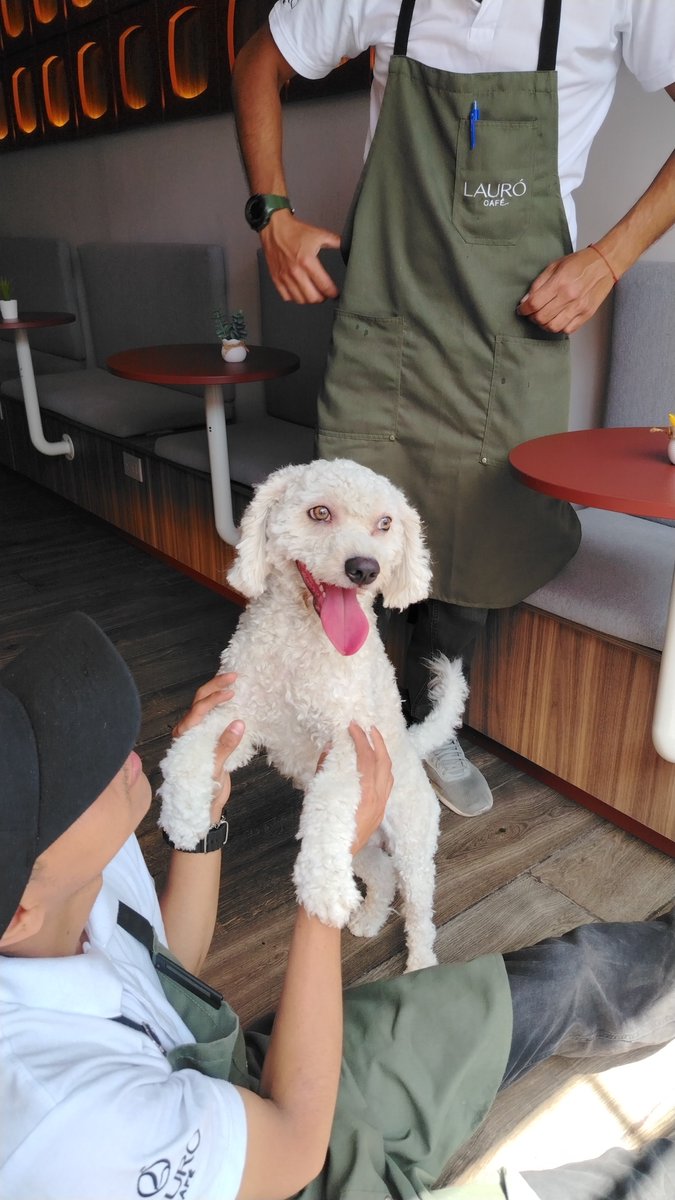 Chapulingrone's tweet photo. Acabamos de encontrar a este perrito deambulando asustadito en Guillermo Prescott 380 San Isidro. Si pudieran compartir. Sería lindo para encontrar a su dueño.
#compartir https://t.co/3aXnnhQMQk