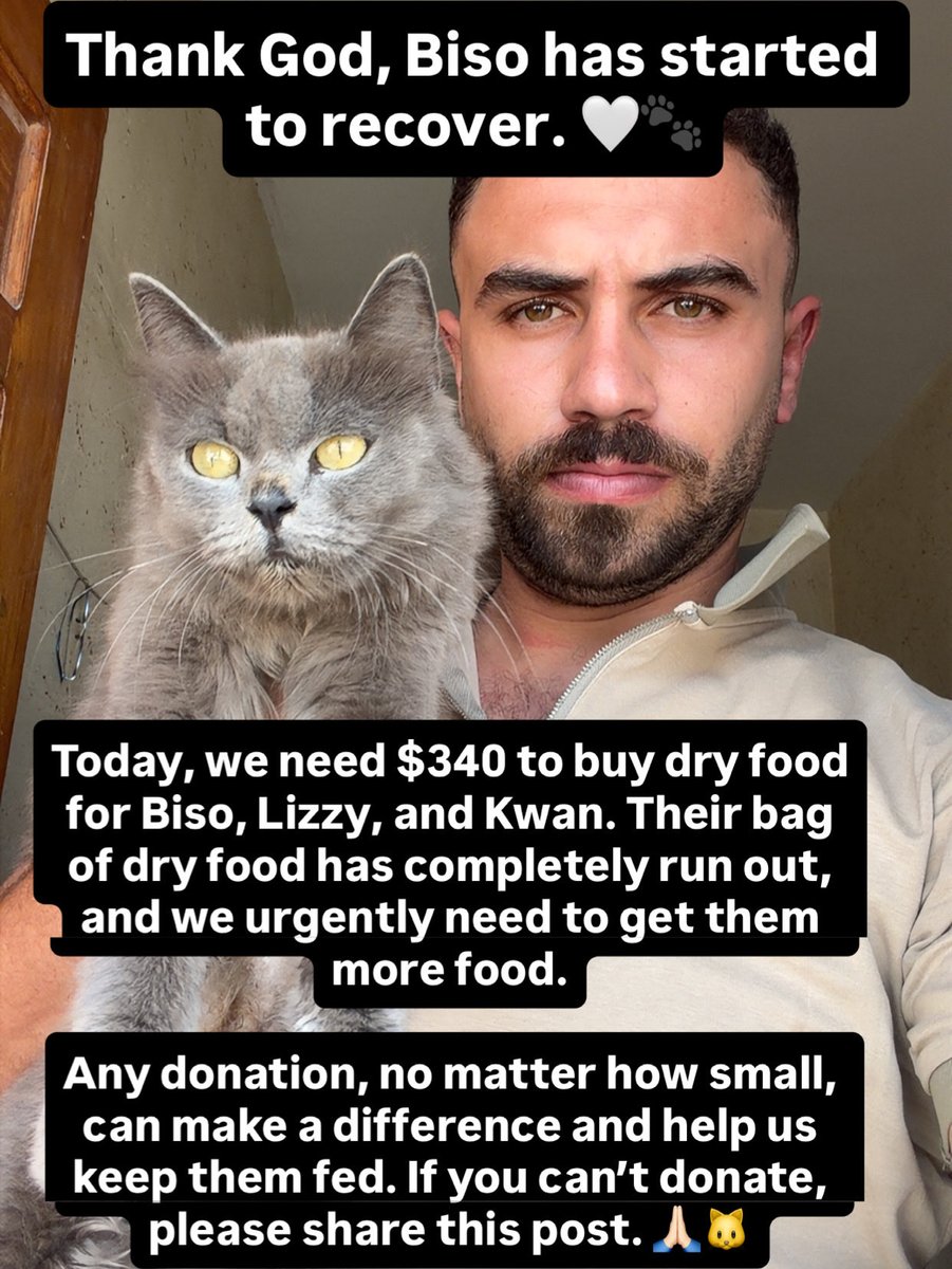 yousefmohmoud25's tweet photo. Thank God, Biso has started to recover. 🤍🐾

Today, we need $340 to buy dry food for Biso, Lizzy, and Kwan. Their bag of dry food has completely run out, and we urgently need to get them more food.

Any donation, no matter how small, can make a difference and help us keep them fed. If you can’t donate, please share this post. 🙏🏻🐱

https://t.co/2iUyP25Zd0

https://t.co/gXoEgiEY9D