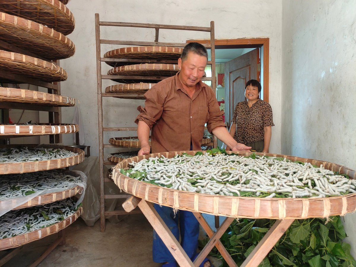 sandr93042's tweet photo. Mulberry leaves feed silkworms, wisdom blooms from growth. They are the elegant ambassadors of ancient craftsmanship.， https://t.co/9hpTNlw03g